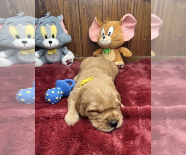 Medium Photo #2 Golden Retriever Puppy For Sale in NEOLA, WV, USA