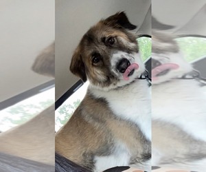 Medium Great Pyrenees Mix