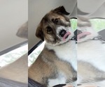 Small Great Pyrenees Mix