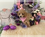Small Photo #6 Poodle (Toy) Puppy For Sale in WINSTON SALEM, NC, USA