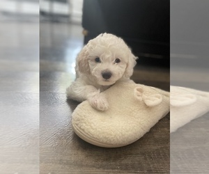 Poodle (Miniature) Puppy for sale in ELIZABETH, NJ, USA