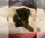 Small Photo #5 Doberman Pinscher Puppy For Sale in MONROE CITY, MO, USA