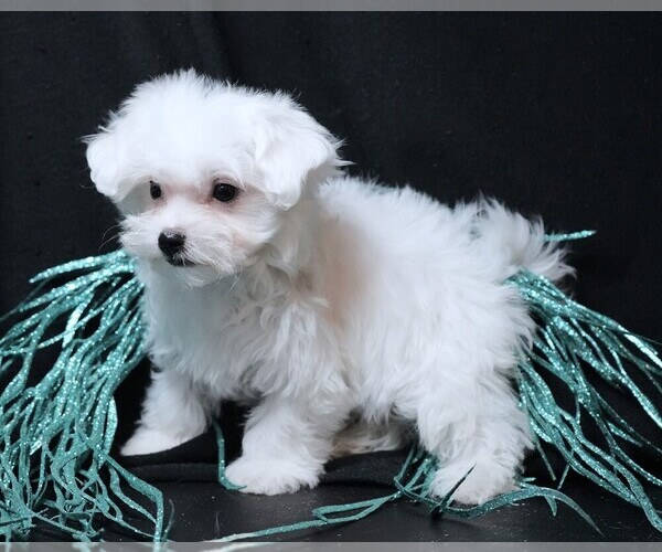Medium Photo #4 Maltese Puppy For Sale in ROCK VALLEY, IA, USA