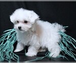 Small #3 Maltese