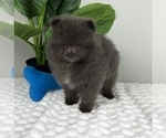 Small #1 Pomeranian