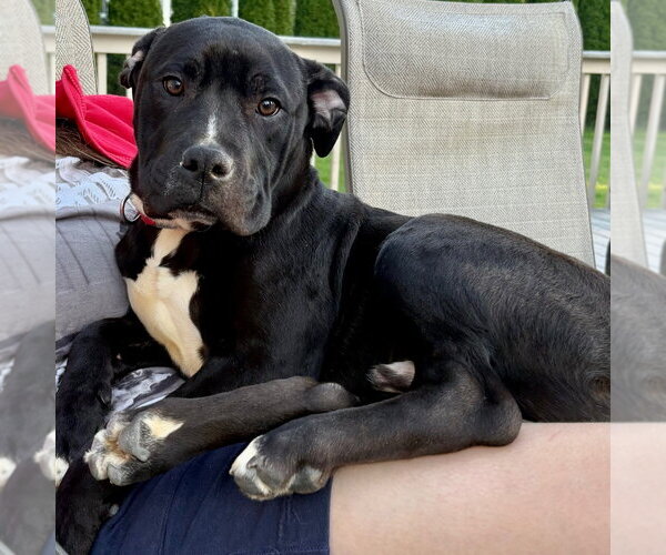 Medium Photo #2 Mutt Puppy For Sale in Canton, CT, USA