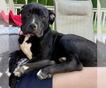 Small #1 Mutt