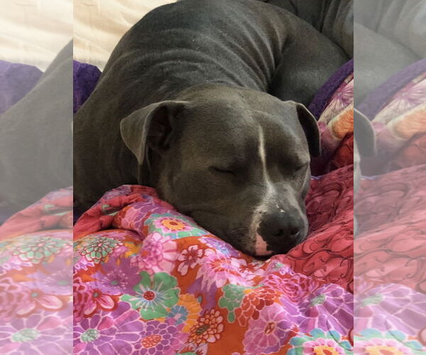 Medium Photo #1 American Pit Bull Terrier-Unknown Mix Puppy For Sale in Fort Collins, CO, USA