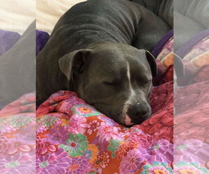 American Pit Bull Terrier-Unknown Mix Dogs for adoption in Fort Collins, CO, USA