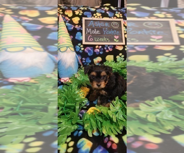 Medium Photo #94 Yorkshire Terrier Puppy For Sale in AKRON, OH, USA