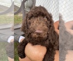Puppy Tom Petty Goldendoodle