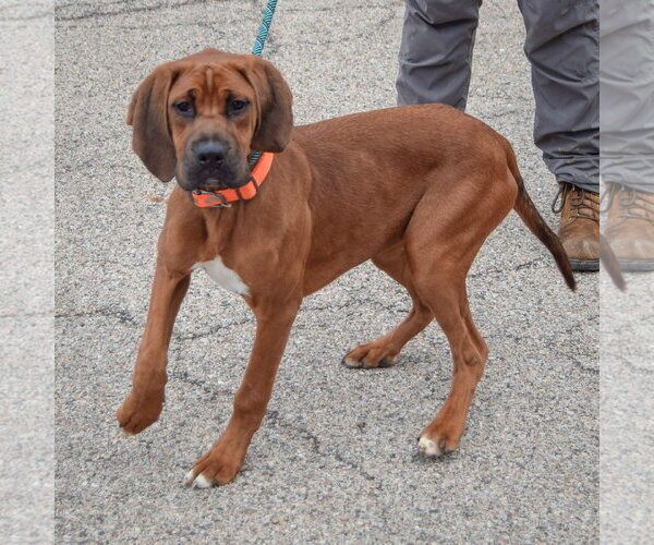 Medium Photo #4 Boxer-Redbone Coonhound Mix Puppy For Sale in Huntley, IL, USA