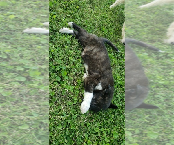 Medium Photo #4 Labrenees Puppy For Sale in CEDAR RAPIDS, IA, USA