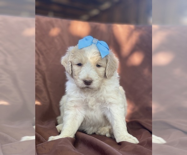 Medium Photo #5 Aussiedoodle Puppy For Sale in HANFORD, CA, USA