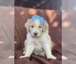 Small Photo #5 Aussiedoodle Puppy For Sale in HANFORD, CA, USA