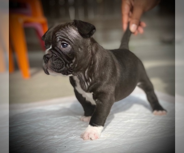 Medium Photo #13 American Bully Puppy For Sale in VACAVILLE, CA, USA