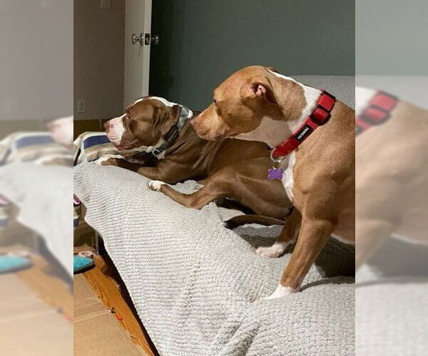 Medium Photo #3 American Bulldog-Labrador Retriever Mix Puppy For Sale in Decatur, GA, USA