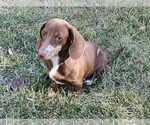 Small #6 Dachshund