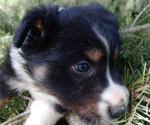 Australian Shepherd Puppy for sale in DAYTON, OR, USA