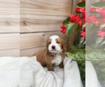 Puppy 6 Bernedoodle (Miniature)