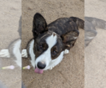 Small Photo #1 Cardigan Welsh Corgi-Pembroke Welsh Corgi Mix Puppy For Sale in KEENESBURG, CO, USA