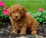 Small Photo #3 Poodle (Toy) Puppy For Sale in FREDERICKSBG, OH, USA