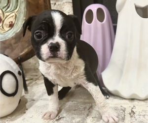 Faux Frenchbo Bulldog Puppy for sale in HICKORY FLAT, MS, USA