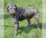 Small #3 Irish Wolfhound Mix