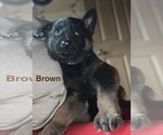 Small Photo #22 German Shepherd Dog Puppy For Sale in SUMPTER TWP, MI, USA