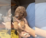 Small #5 Poodle (Standard)