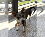 Small #6 Chihuahua Mix