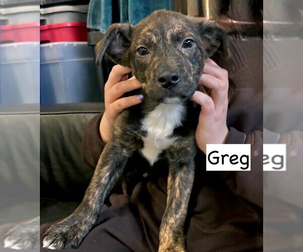 Medium Photo #1 Boxador Puppy For Sale in Gilberts, IL, USA