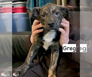 Boxador Dogs for adoption in Gilberts, IL, USA