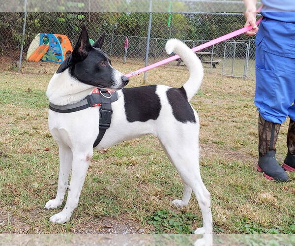 Medium Photo #4 Canaan Dog-Pointer Mix Puppy For Sale in Anniston, AL, USA