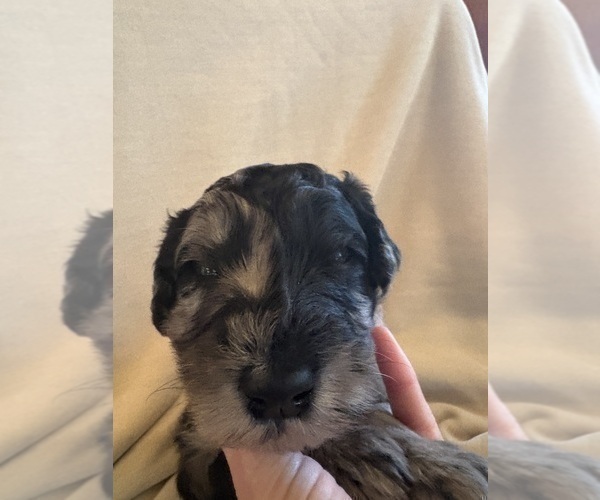 Medium Photo #2 Schnoodle (Giant) Puppy For Sale in MINNEAPOLIS, MN, USA