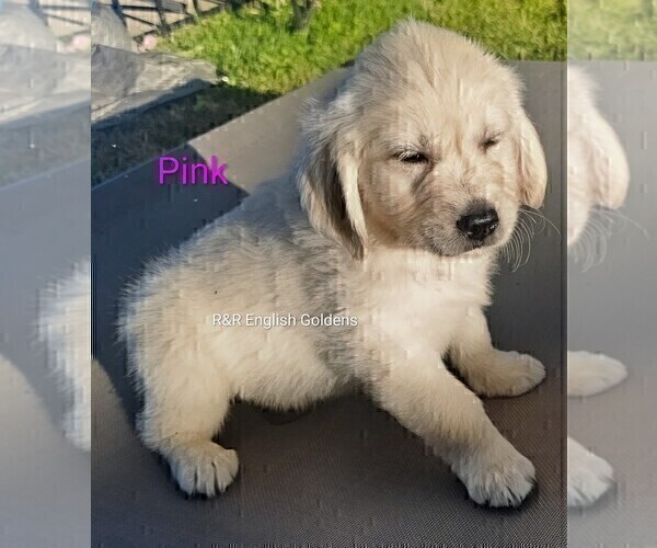 Medium Photo #18 English Cream Golden Retriever Puppy For Sale in BROWNSTOWN, MI, USA