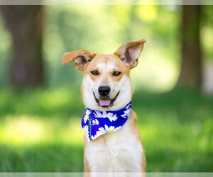 Mutt Dogs for adoption in Unionville, PA, USA