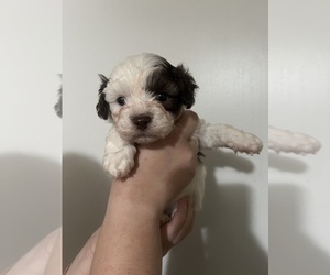 Mal-Shi Puppy for sale in COMPTON, CA, USA