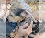 Small Photo #3 Catahoula Bulldog Puppy For Sale in MIAMI BEACH, FL, USA