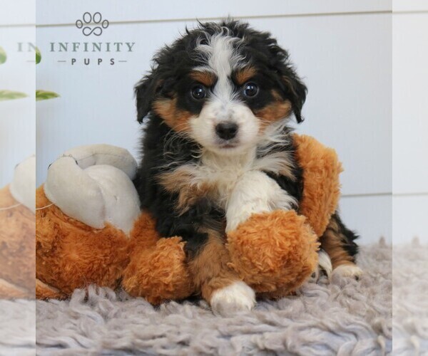 Medium Photo #3 Bernedoodle (Miniature) Puppy For Sale in NARVON, PA, USA