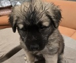 Small #1 Alaskan Malamute-Mastiff Mix