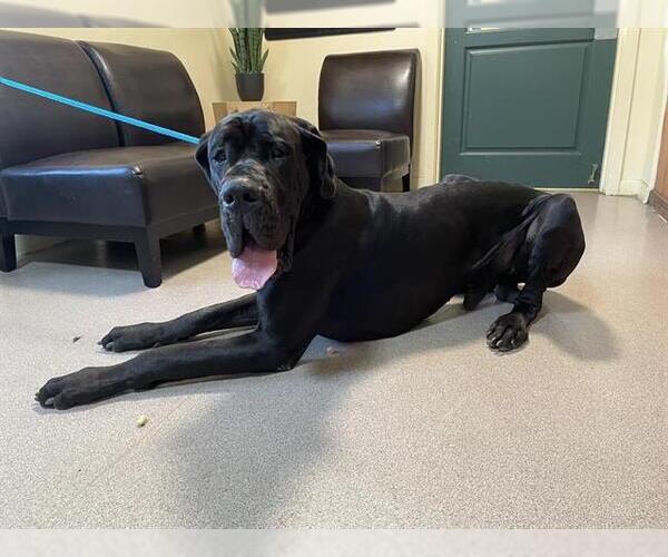 Medium Photo #1 Great Dane Puppy For Sale in Pasadena, CA, USA