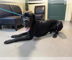 Great Dane Dogs for adoption in Pasadena, CA, USA