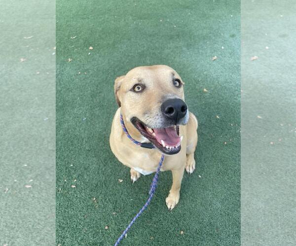 Medium Photo #1 Labrador Retriever-Unknown Mix Puppy For Sale in Rockwall, TX, USA