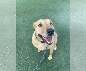 Labrador Retriever-Unknown Mix Dogs for adoption in Rockwall, TX, USA