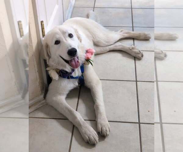 Medium Photo #2 Great Pyrenees Puppy For Sale in Bend, OR, USA