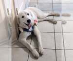 Small #1 Great Pyrenees