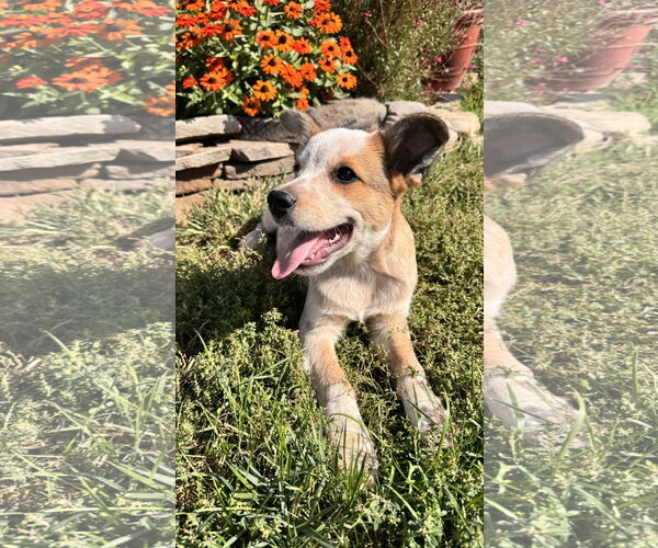 Medium Photo #6 Mutt Puppy For Sale in Garden City, NY, USA