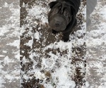 Small Photo #8 Chinese Shar-Pei Puppy For Sale in DIMONDALE, MI, USA