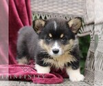 Small #3 Pembroke Welsh Corgi